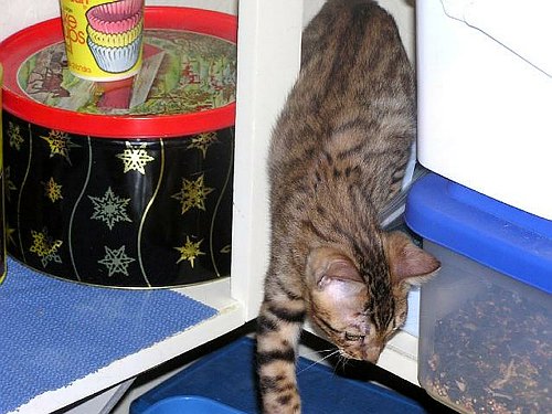 Lancelot Cruisin in the pantry